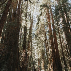 Muir woods San Francisco